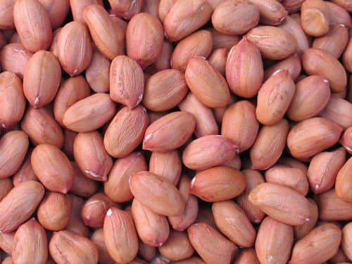 Red peanut_blanched peanut kernels_Bold Peanuts